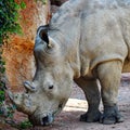 Rhino Ã°Å¸Â¦Â